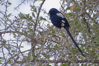 Urolestes melanoleucus